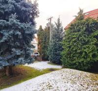 A garden at a family house on Fibichova Street in Bratislava - Ružinov with coniferous trees.