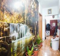 A hallway in a 2-room apartment with a waterfall wallpaper and potted plants.