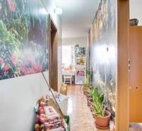 A hallway in a 2-room apartment with plants, wallpaper, and storage bags.