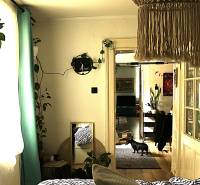 A room in a family house with plants, a curtain, an armchair, and a dog on the floor with decor.