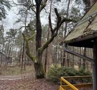 A forest cabin in Kováčová with a wooden view, staircase, and trees covered in moss.
