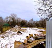 Sheep and a dog on the snowy grounds on Mierová Street in Krásnohorské Podhradie.