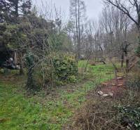 The garden of a family house in Hont with dense vegetation and a wooden structure in the background.