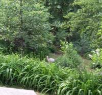 A garden at a family house in Hont with a stork among the greenery and trees.