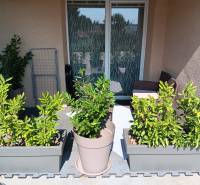 A family house with green plants on the balcony and rattan furniture.
