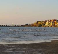 On Ljubač, there are hundreds of seagulls and houses along the coast.