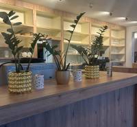 Gastro premises with a counter with wooden decor and plants in pots.