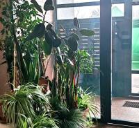 The entrance hall of a 3-room apartment with large windows and green houseplants.