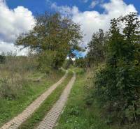 The nature around Hlohovec, next to a country road with lush vegetation and trees.