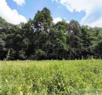 A green meadow with rich vegetation surrounded by trees in the Gardens near Hrušov.