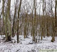 A snow-covered forest area around Hrušov offers a view of winter nature.