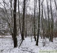 A snowy forest in Hrušov creates a winter atmosphere when looking at the gardens.