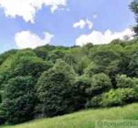 The forests around Hrušov in Záhrady, green trees under the blue sky.