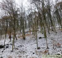 A snowy forest slope in Hrušov, Záhrady, with bare trees and light snow.