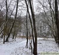 A snowy forest in Hrušov during winter surrounded by silence and snow-covered trees.