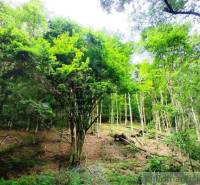The forest around Hrušov offers a peaceful refuge under the green canopies of trees.
