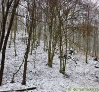 A snowy forest slope in Hrušov, Gardens with bare trees.