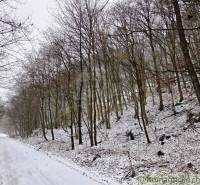 A winter journey through the snowy Gardens in Hrušov, surrounded by leafless trees.