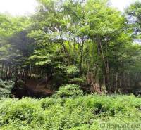 A forest landscape with dense trees in the Hrušov Gardens provides a peaceful retreat in nature.