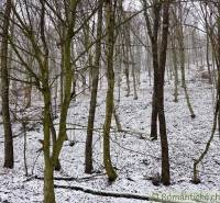 Forest landscape with snow-covered ground in Záhrady near Hrušov.