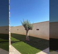 Garden of a family house on Vrsi Street in the town of Vrsi with an olive tree and a lawn.