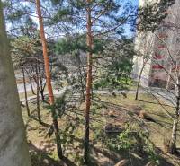 View from a 2-room apartment on Segnerova Street in Bratislava - Karlova Ves with pine trees.