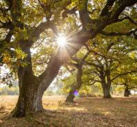 Novostava rodinný dom 