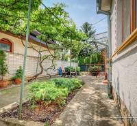 Garden of a family house in Trnava on Sunny Street with vines and greenery.