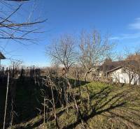 A residential plot on Cintorínska Street in Svätý Peter with fruit trees.
