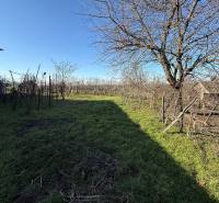 Land on Cintorínska Street in Svätý Peter with vineyards and trees.