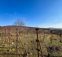 Vineyards on Ambrova Street in Nitra with a view of the surrounding landscape.