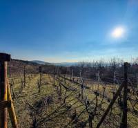 Vineyards in Nitra on Ambrova Street, a sunny day with a clear sky and a view of the hills.