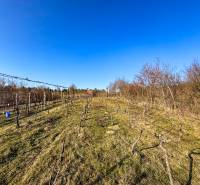 Vineyards on Ambrova Street in Nitra, a sunny day with a cloudless sky.