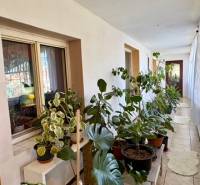 A hallway of a family house full of plants with tiles and large windows.