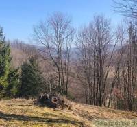 Autumn nature in the Gardens of Nová Baňa with visible conifers and grassy vegetation.