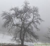 Fog in the Gardens in Nová Baňa, a tree without leaves, snowy landscape.