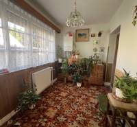A room in a family house with many plants, a carpet, and a large window with a lace curtain.