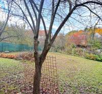 A garden in a family house in Pruské with a tree and colorful leaves in autumn.