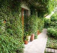 The garden of a 3-room apartment on Šancová Street in Pezinok with lush greenery and a pathway.