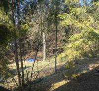The wooded environment around the cottage in Oščadnica, with trees and a grassy area.