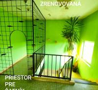 Interior of a family house with lattice railing, green walls, and a flower by the stairs.