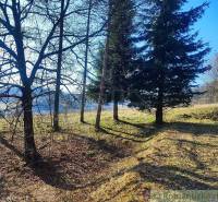 Trees in the forest area in the gardens near Ľubietová, illuminated by the sun in the winter season.