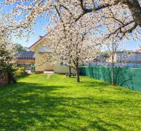 Blooming trees in the garden of a family house on Poprad Street in Poprad.