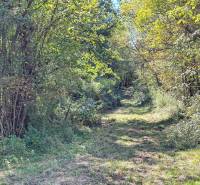 A forest path between trees on agricultural and forest land in Lackov.