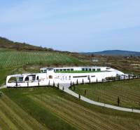 Vineyards in Bare are surrounded by modern buildings amidst green hills with narrow roads.
