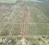 Vineyard in Bare with a highlighted rectangle between the rows of vines, surrounded by vegetation.