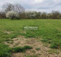 Grassy plots - living in Juro nad Hronom, with blooming trees in the background.