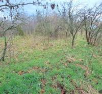 Greenery and trees on a residential plot in Levice.