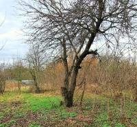 A tree on a residential property in Levice surrounded by grass and shrubs.