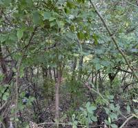 IMG_2588.JPEG